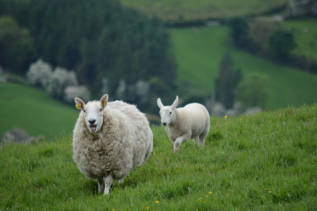 nature, animals, sheep-2396309.jpg